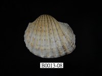 藏品(血蚶)的圖片